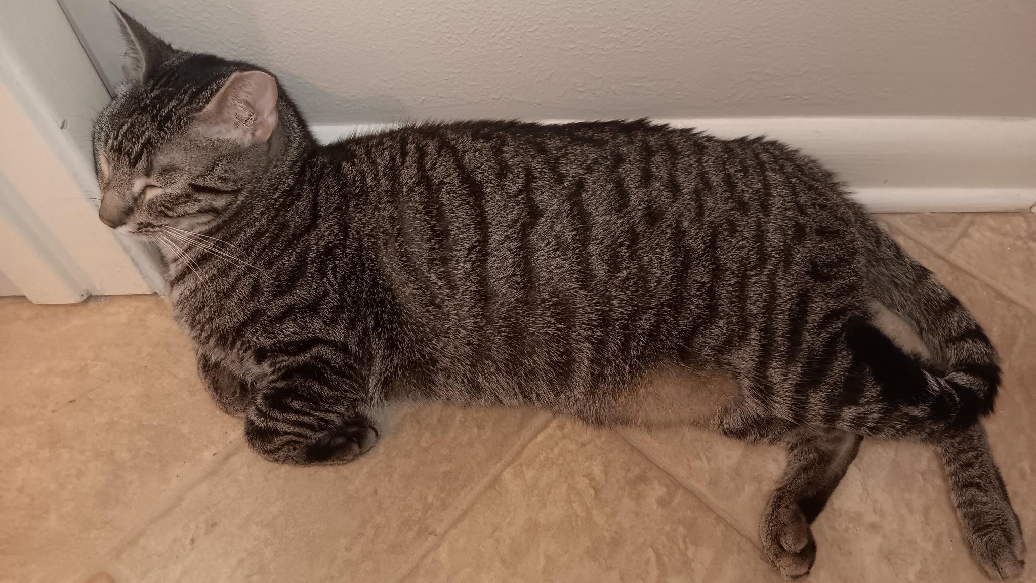 Bubba, ADOPTABLE, Adult Male Domestic Short Hair.