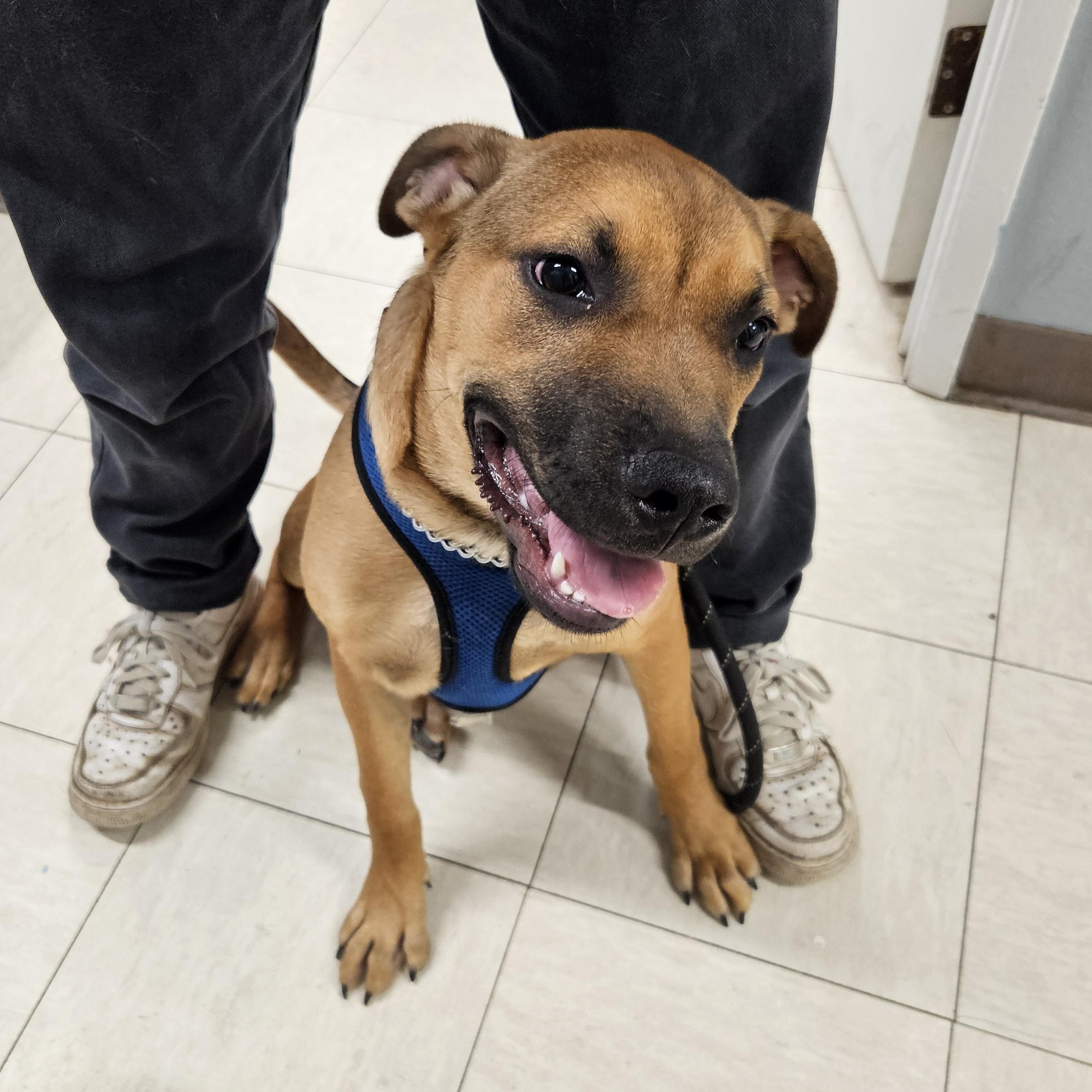 Truffle Shuffle, an adoptable Shepherd in The Dalles, OR, 97058 | Photo Image 4