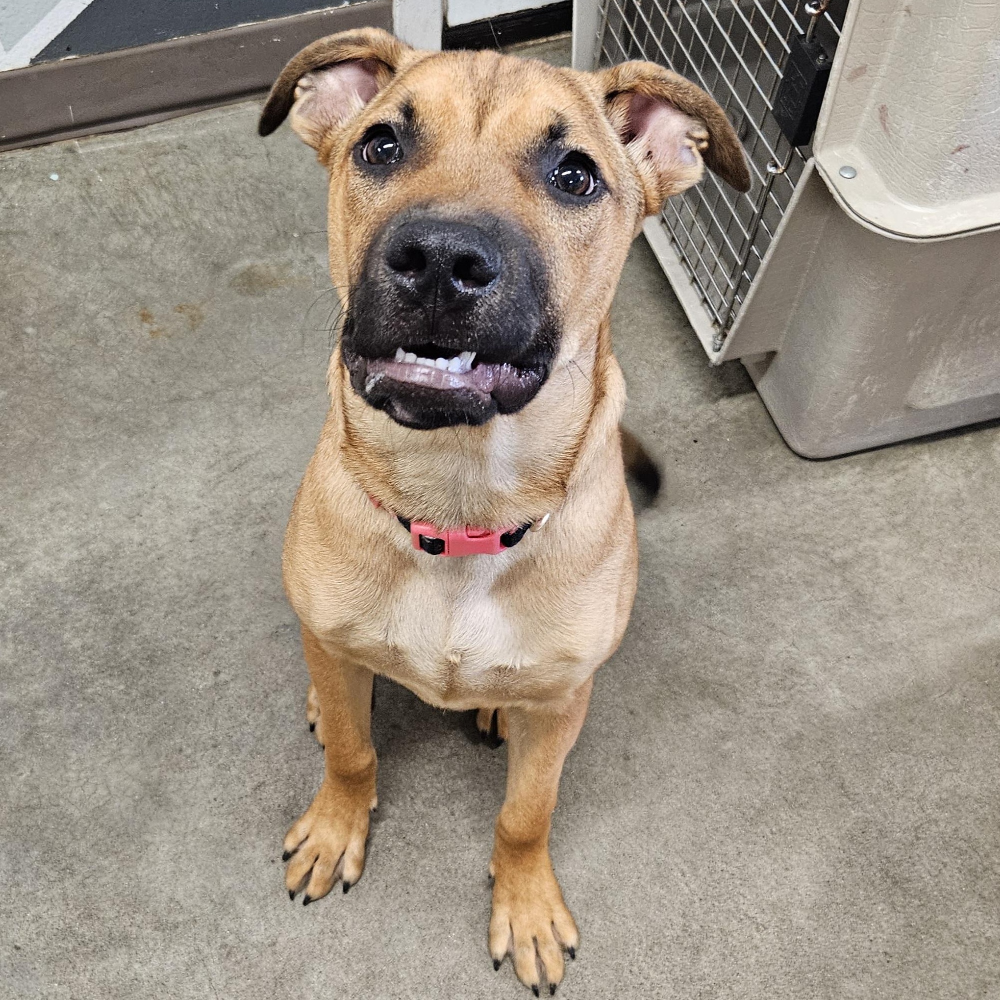 Truffle Shuffle, an adoptable Shepherd in The Dalles, OR, 97058 | Photo Image 2