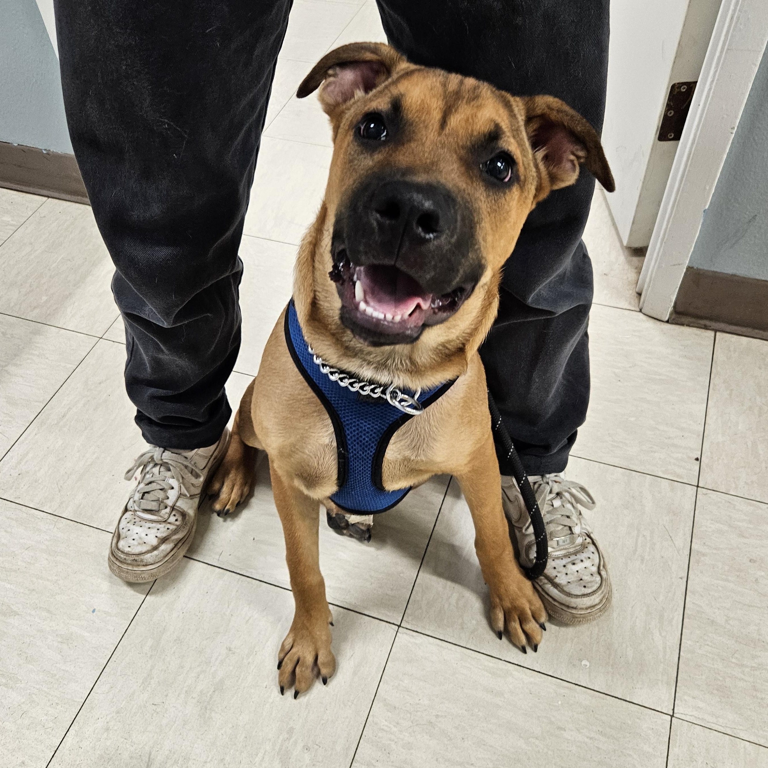 Truffle Shuffle, an adoptable Shepherd in The Dalles, OR, 97058 | Photo Image 3