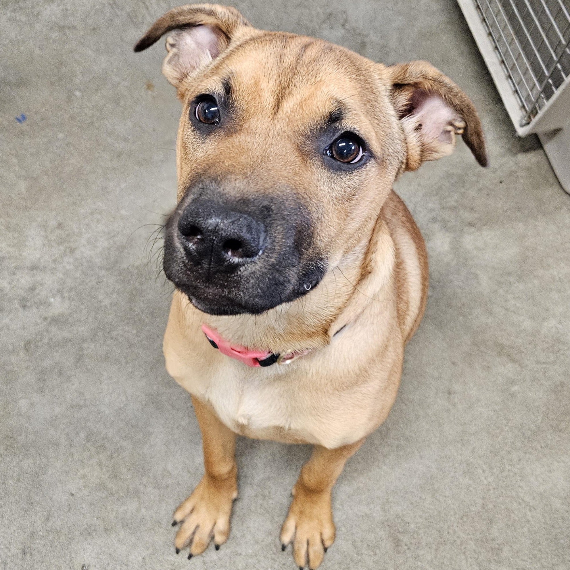 Enlarge Truffle Shuffle, a Adoptable mixed breed in The Dalles, OR image 1/4