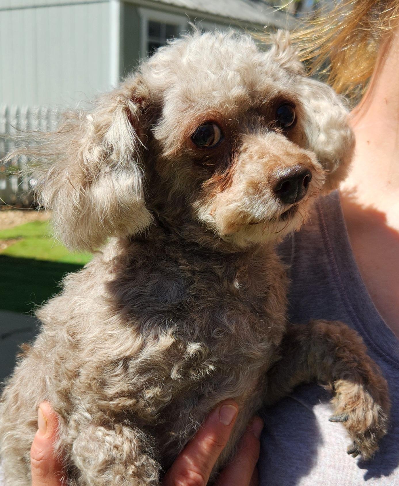 Enlarge Lorna, an adopted Poodle (Toy) in Pelzer, SC image 2/4