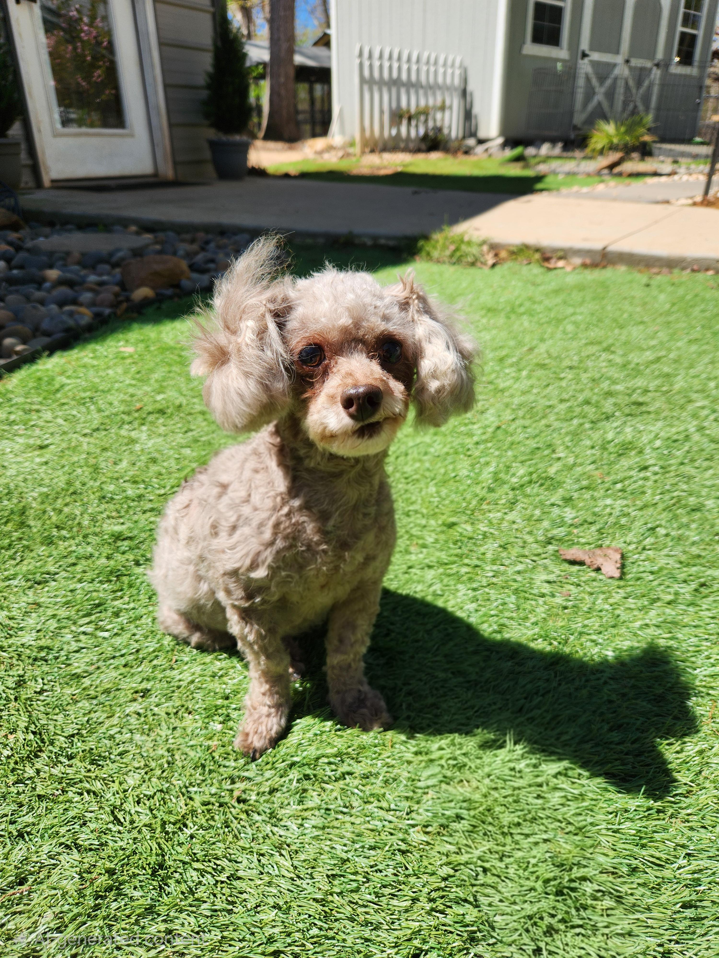 Enlarge Lorna, an adopted Poodle (Toy) in Pelzer, SC image 3/4