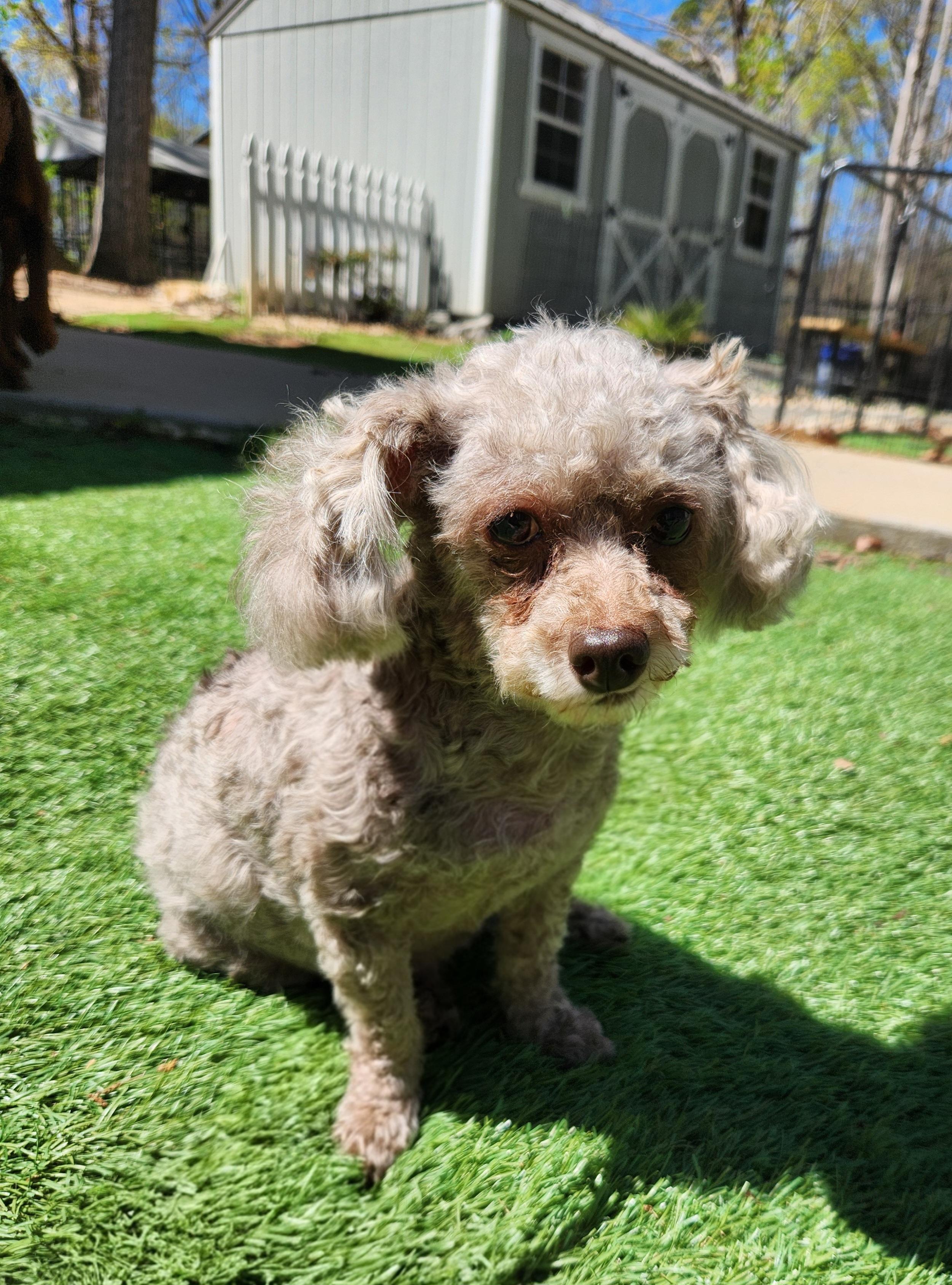 Enlarge Lorna, an adopted Poodle (Toy) in Pelzer, SC image 4/4