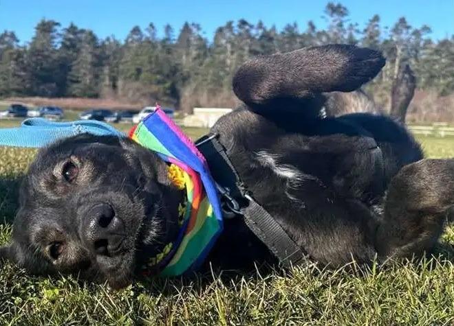 Enlarge Velma ICD-071-24, a Adoptable Belgian Shepherd / Malinois in Coupeville, WA image 1/5