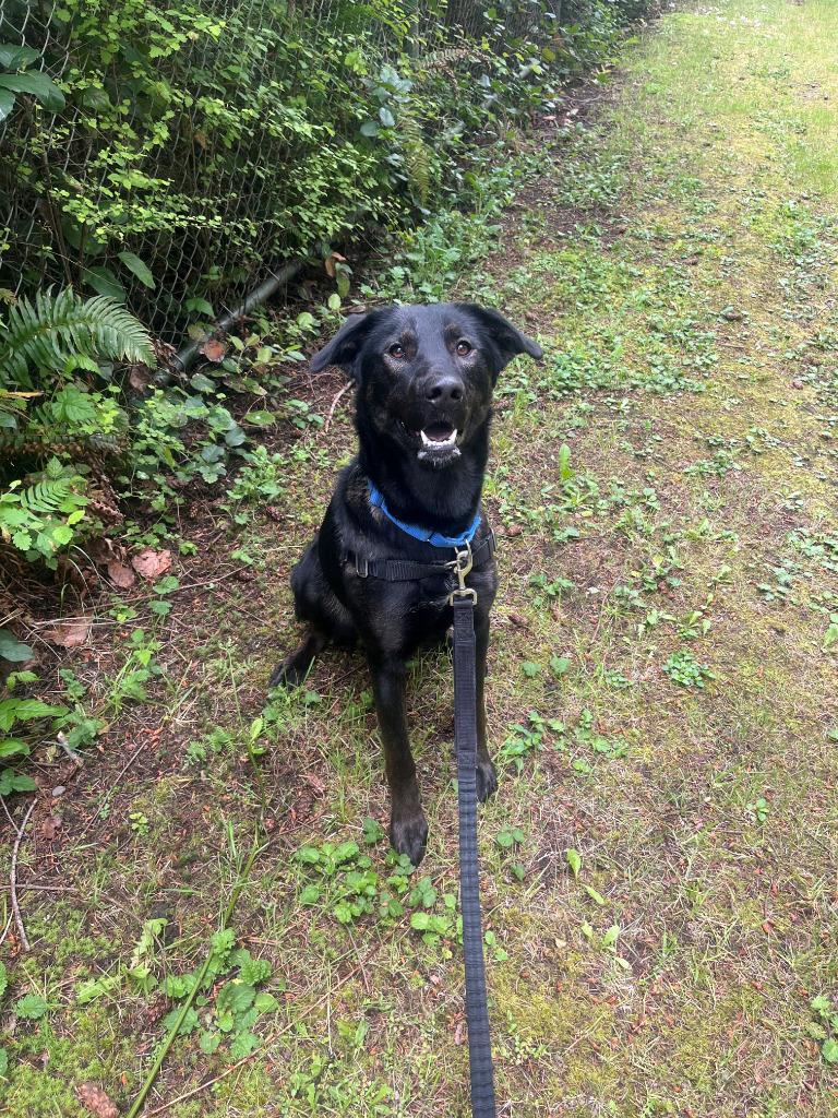 Enlarge Velma ICD-071-24, a Adoptable Belgian Shepherd / Malinois in Coupeville, WA image 2/5