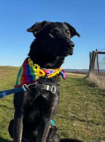 Enlarge Velma ICD-071-24, a Adoptable Belgian Shepherd / Malinois in Coupeville, WA image 3/5
