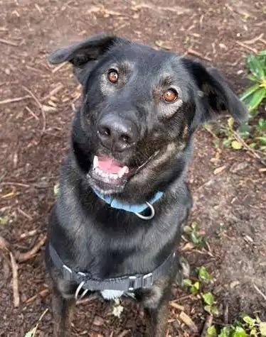 Enlarge Velma ICD-071-24, a Adoptable Belgian Shepherd / Malinois in Coupeville, WA image 4/5