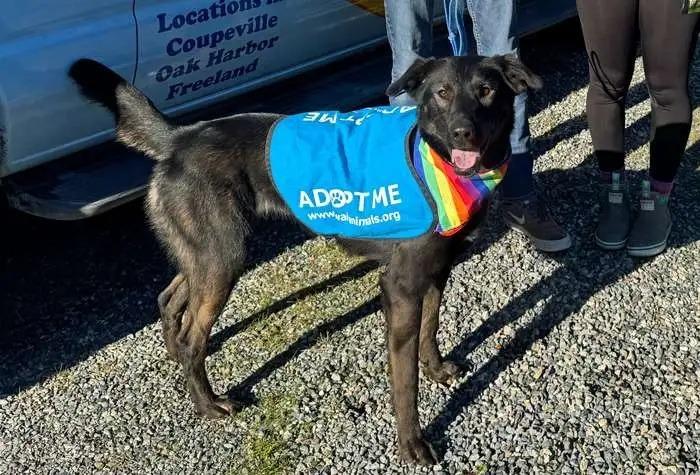 Enlarge Velma ICD-071-24, a Adoptable Belgian Shepherd / Malinois in Coupeville, WA image 5/5