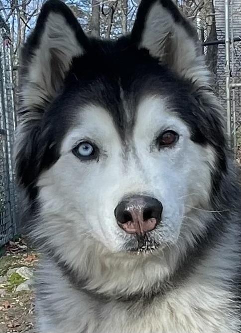 Jackson, Adoptable, Adult Male Husky & Siberian Husky.