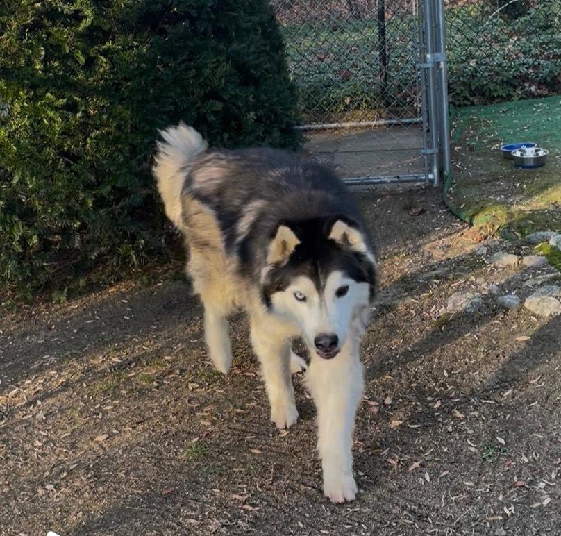 Enlarge Jackson, a Adoptable mixed breed in Middletown, CT image 2/6