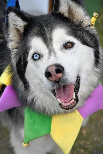 Jackson, a Adoptable mixed breed in Middletown, CT image 2/6