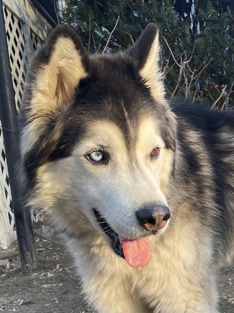 Enlarge Jackson, a Adoptable mixed breed in Middletown, CT image 3/6