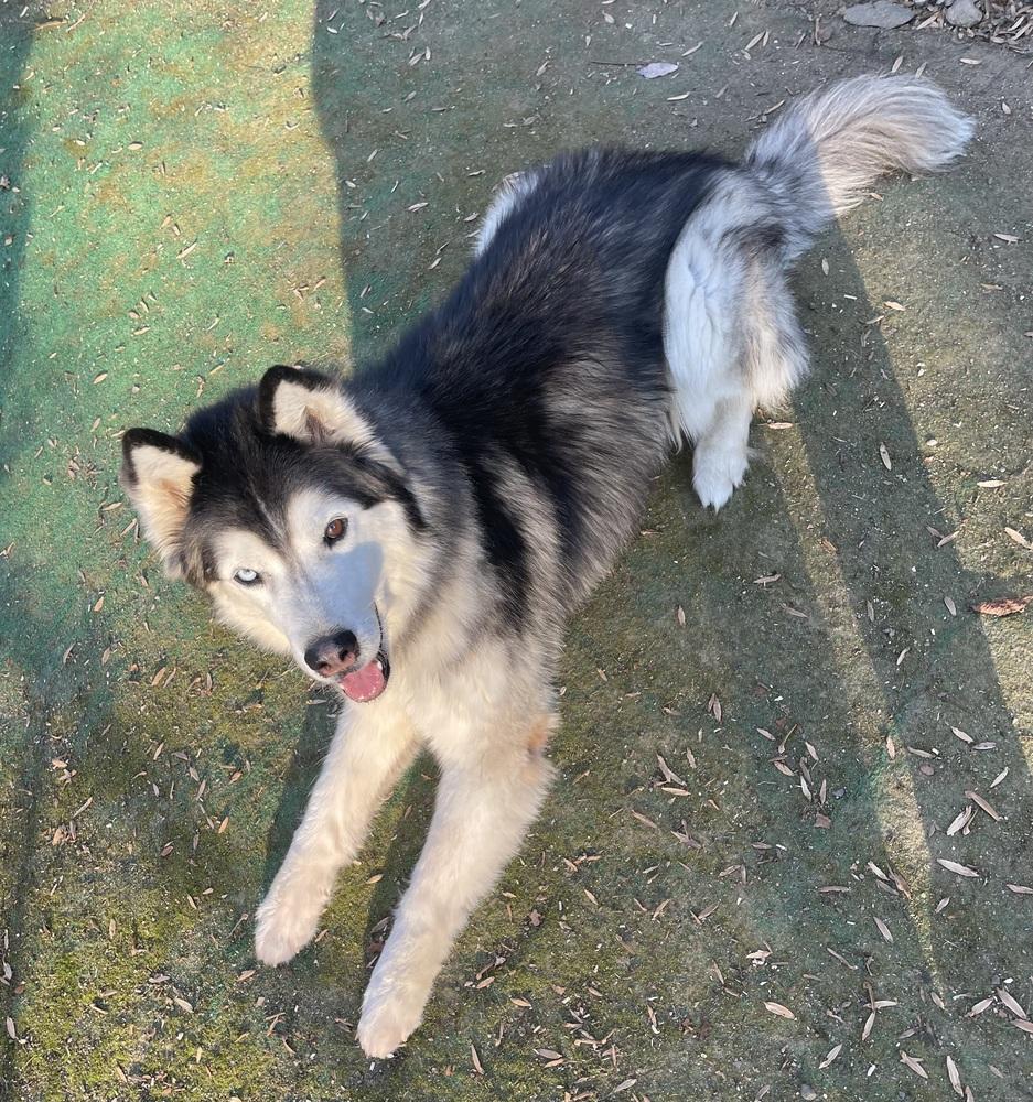 Enlarge Jackson, a Adoptable mixed breed in Middletown, CT image 4/6