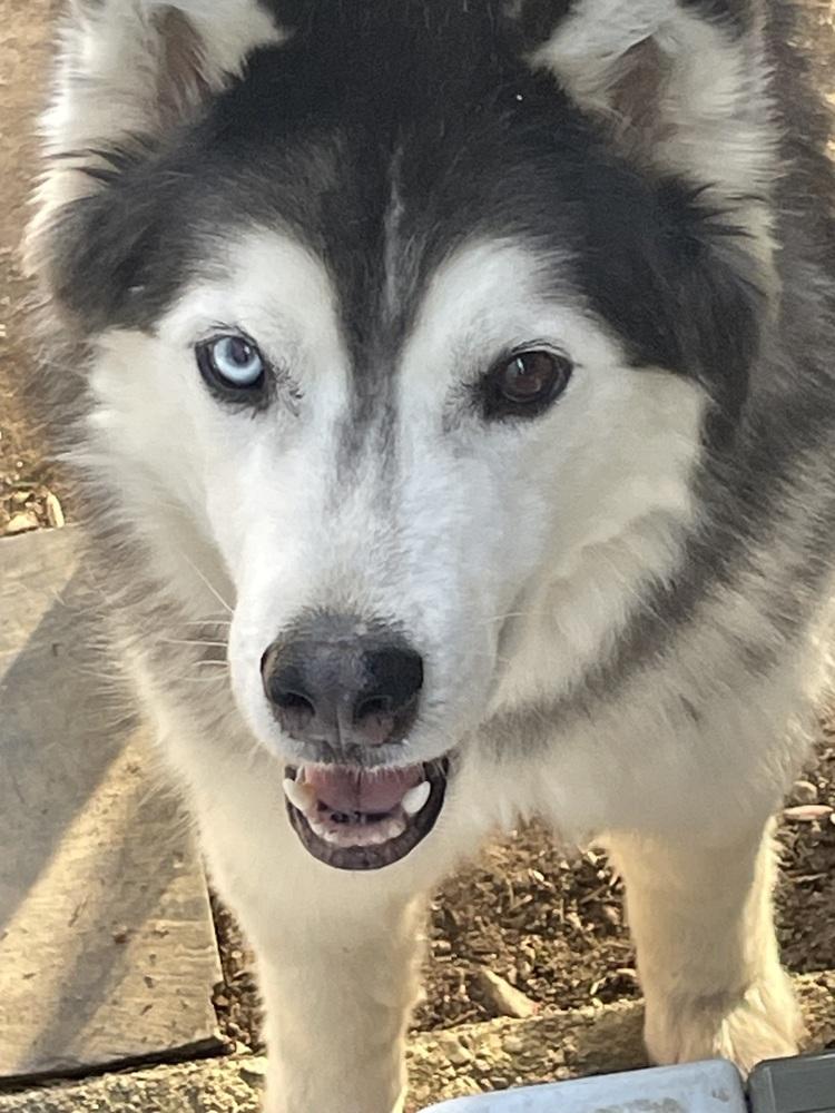 Enlarge Jackson, a Adoptable mixed breed in Middletown, CT image 5/6