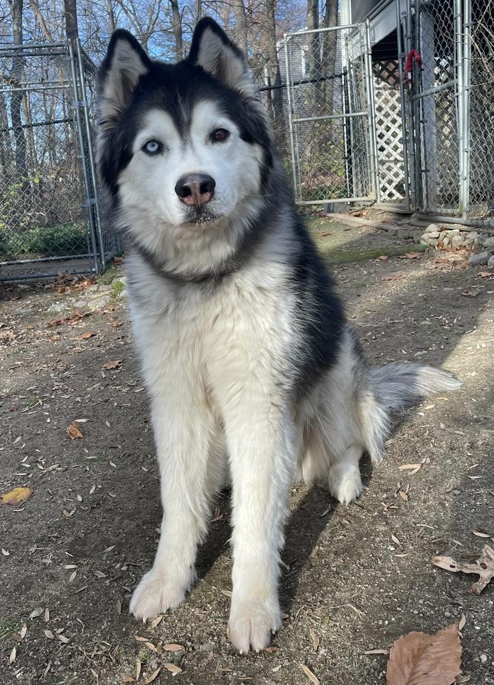 Enlarge Jackson, a Adoptable mixed breed in Middletown, CT image 6/6