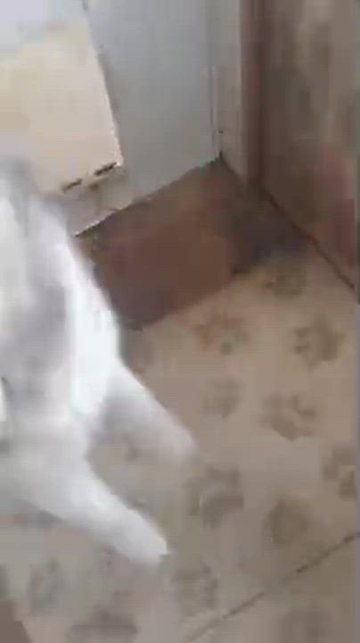 Enlarge Jackson, a Adoptable mixed breed in Middletown, CT video 6/6