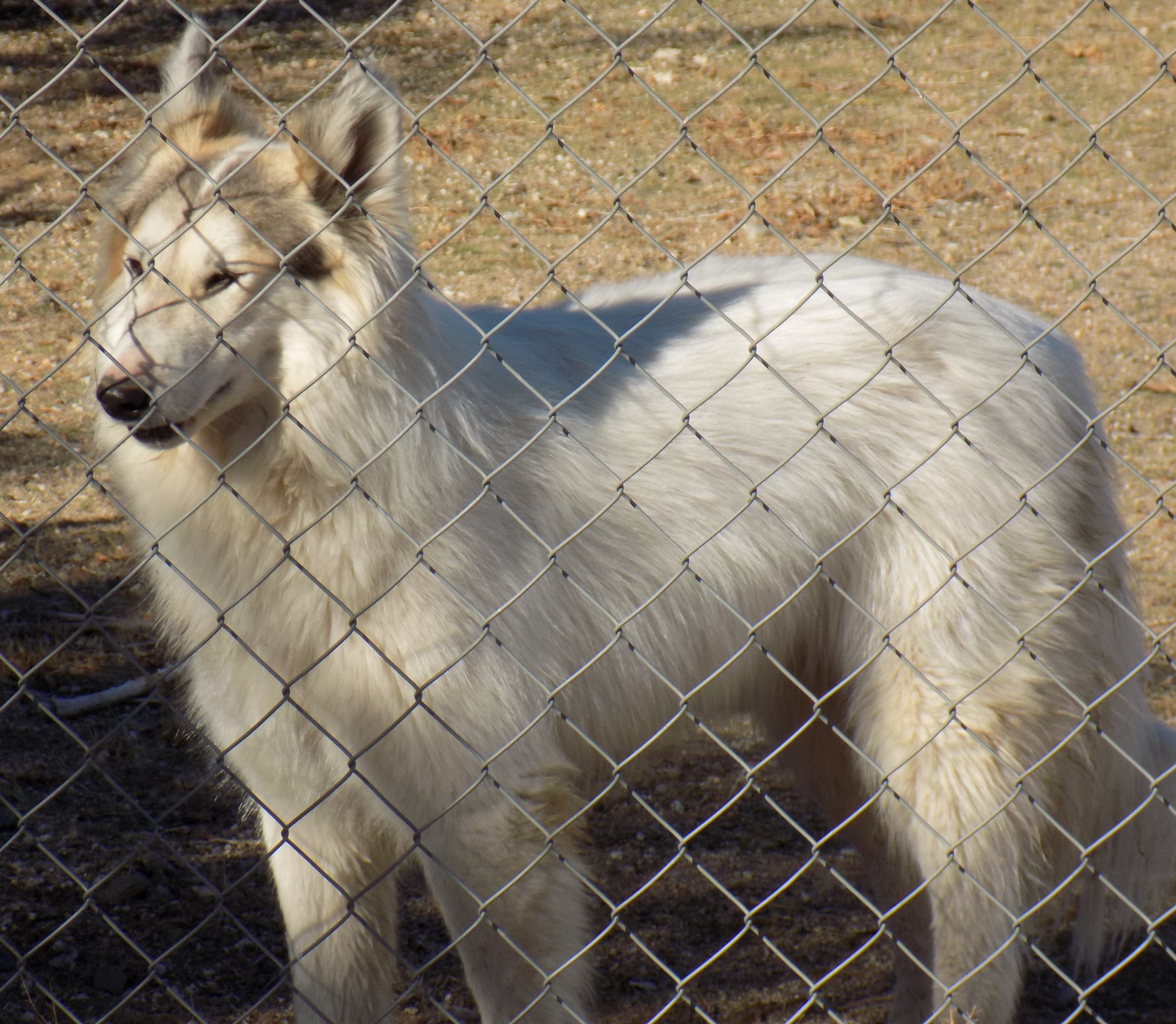 AURORA, a Adoptable mixed breed in Valencia, CA image 1/8