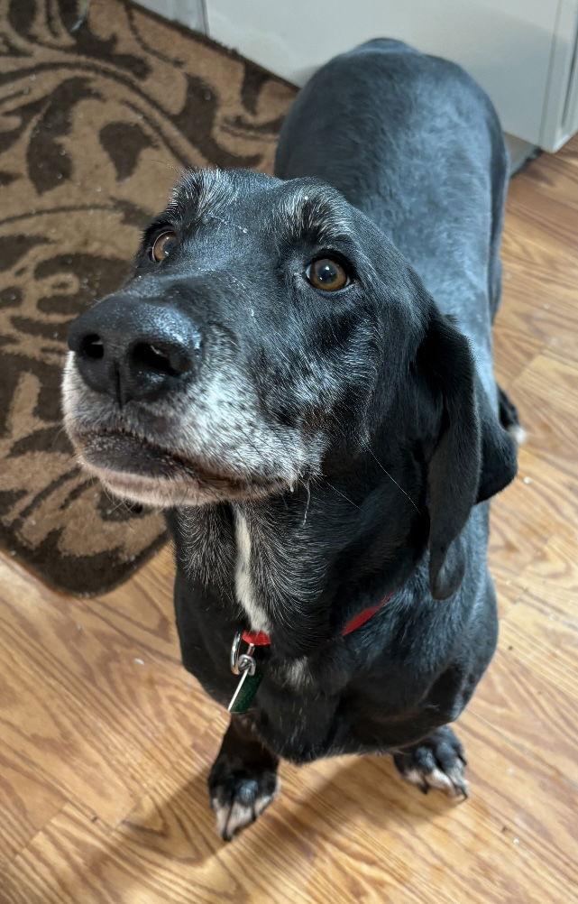 Balor, a Adoptable mixed breed in Oxford, MI image 1/3