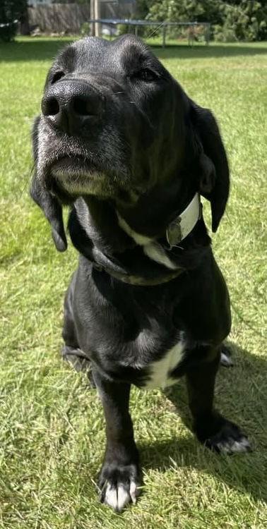 Balor, a Adoptable mixed breed in Oxford, MI image 2/3