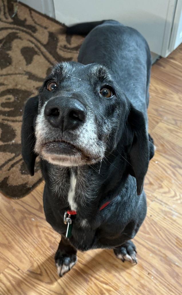 Balor, a Adoptable mixed breed in Oxford, MI image 3/3