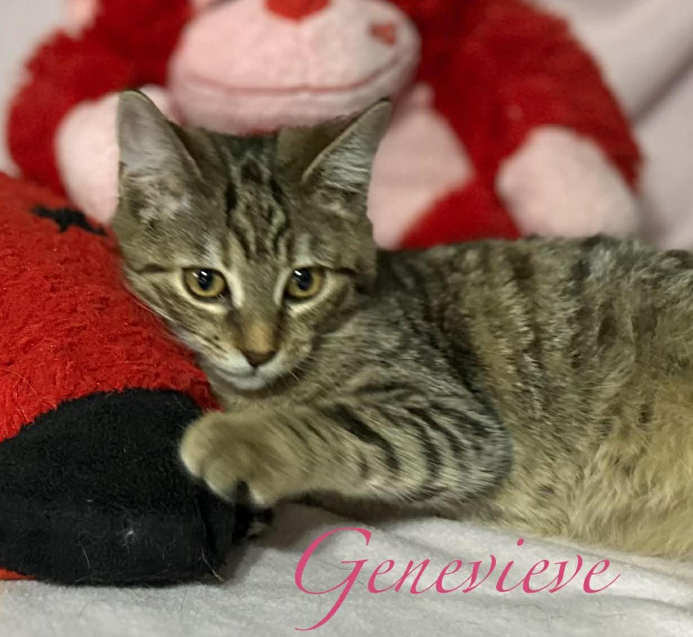 Enlarge Genevieve, a ADOPTABLE Domestic Short Hair in Kent, OH image 1/5