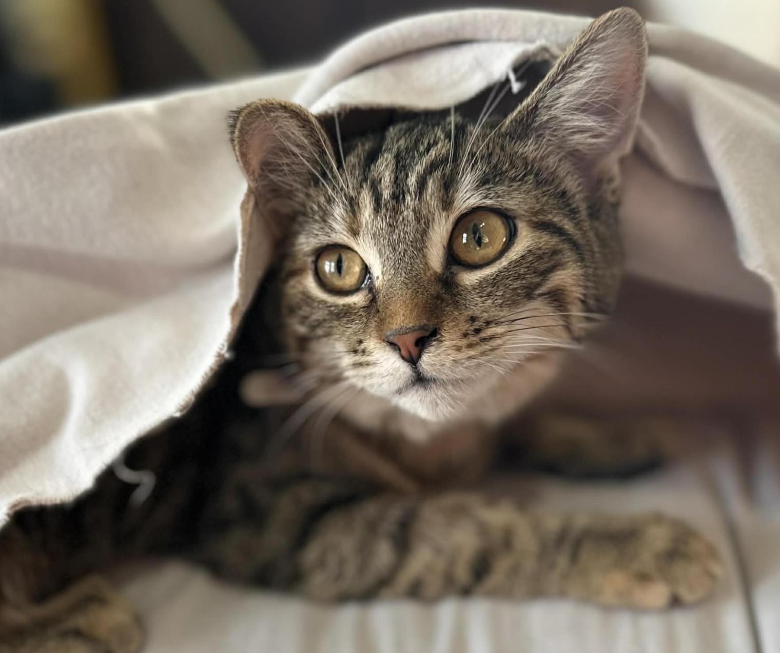 Enlarge Genevieve, a ADOPTABLE Domestic Short Hair in Kent, OH image 2/5