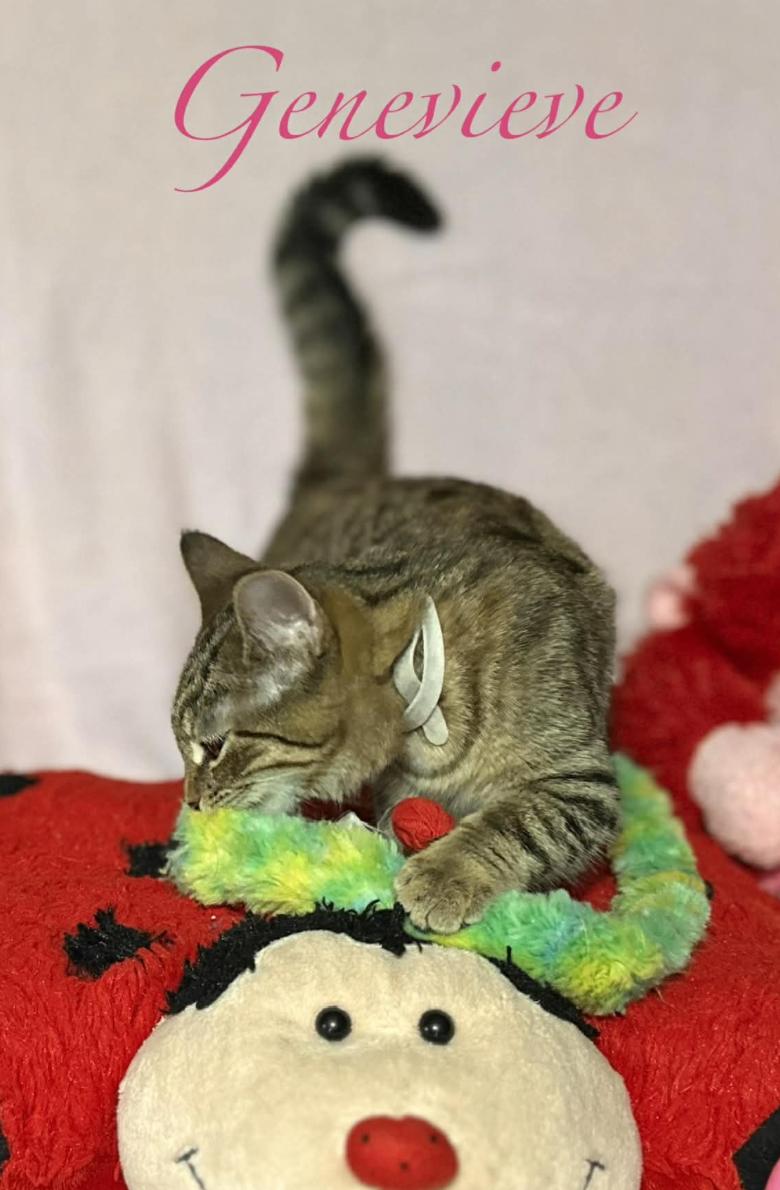 Enlarge Genevieve, a ADOPTABLE Domestic Short Hair in Kent, OH image 3/5