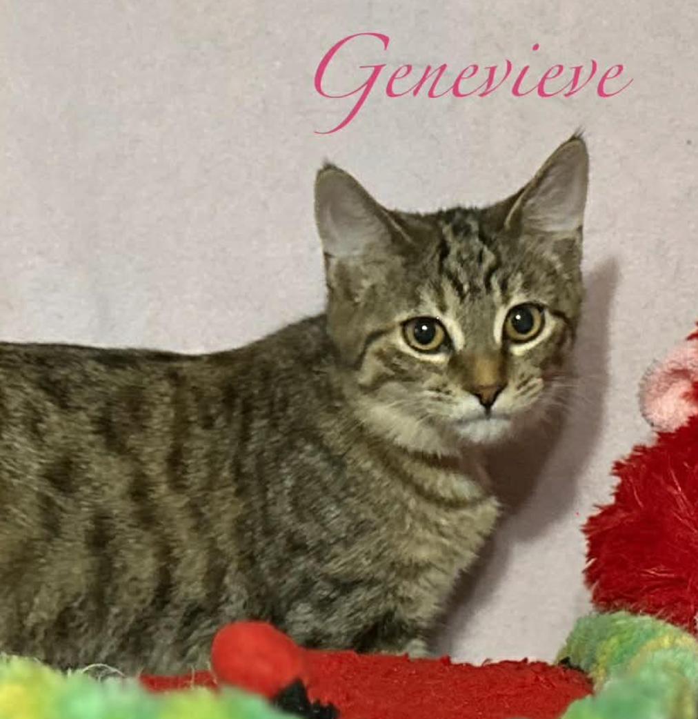 Enlarge Genevieve, a ADOPTABLE Domestic Short Hair in Kent, OH image 4/5