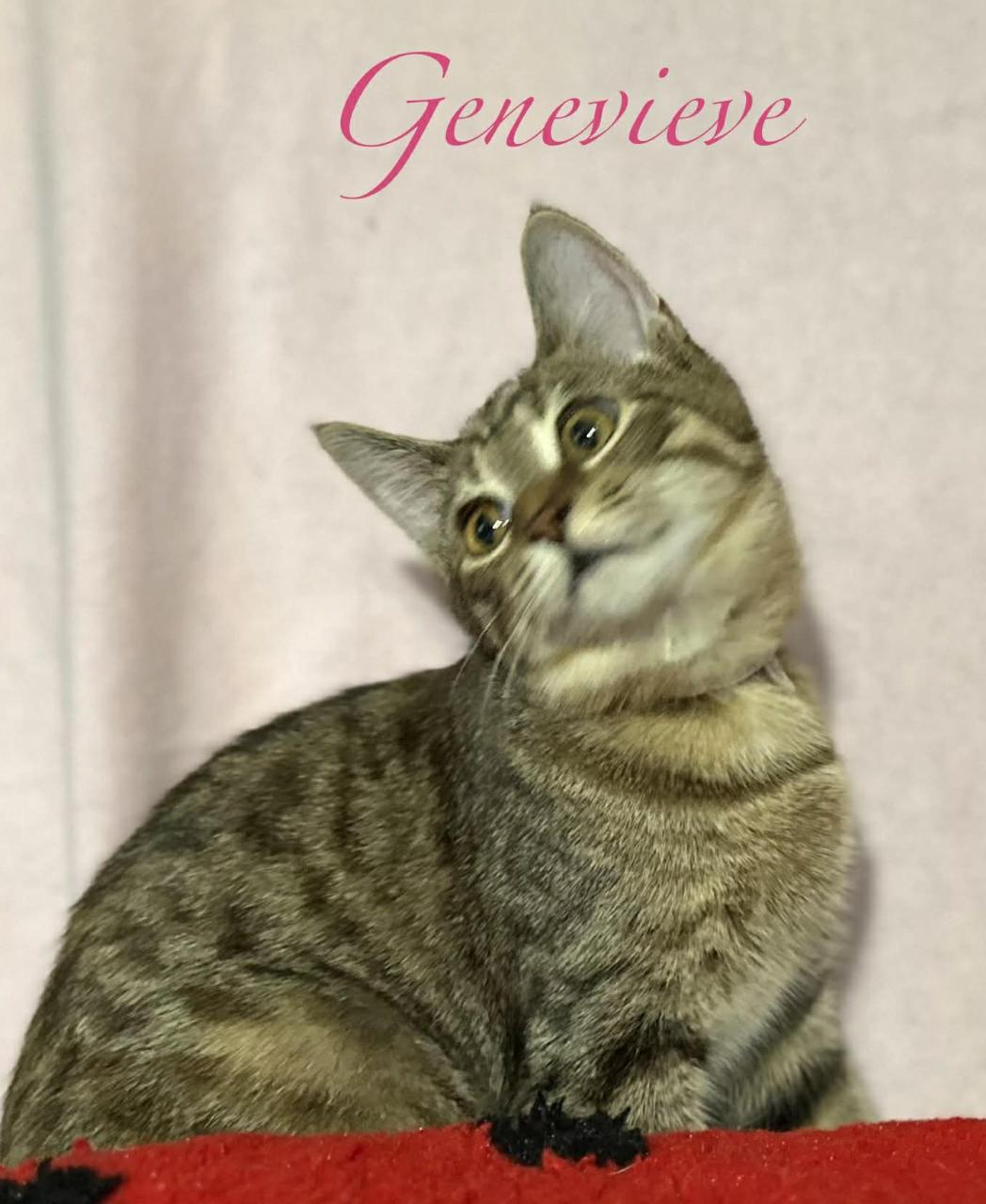 Enlarge Genevieve, a ADOPTABLE Domestic Short Hair in Kent, OH image 5/5