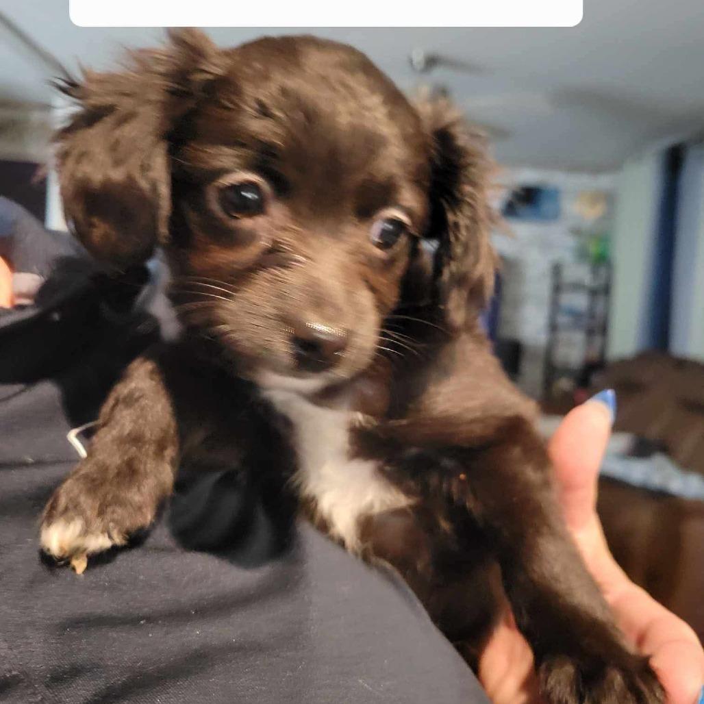 Enlarge Chilli, a Adoptable mixed breed in Loves Park, IL image 1/1