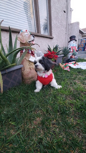 Petunia, Adopted, Young Female Shih Tzu.