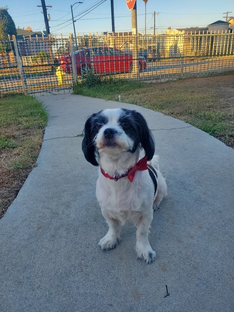 Petunia, a Adopted mixed breed in Calabasas, CA image 2/4