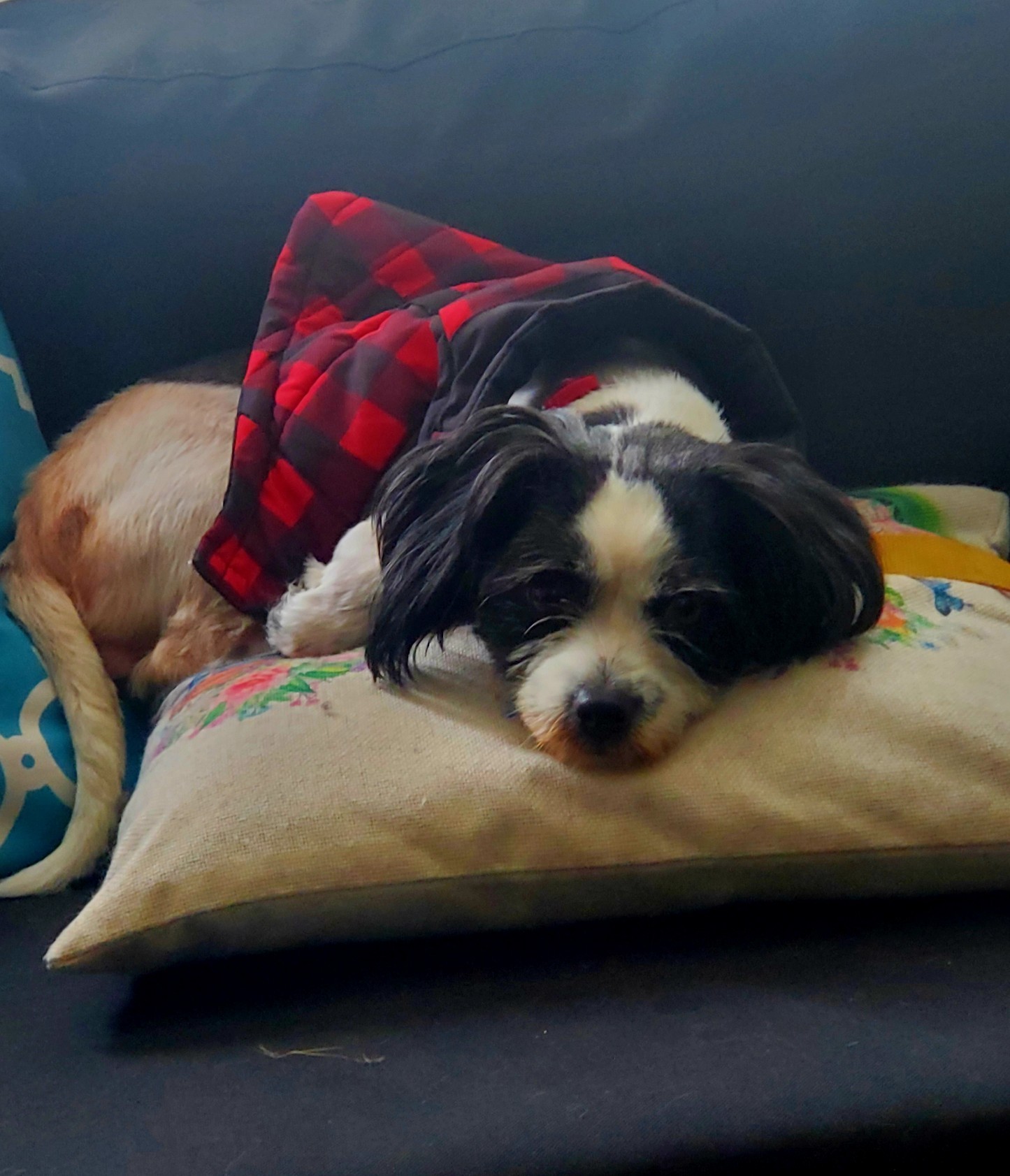 Petunia, a Adopted mixed breed in Calabasas, CA image 3/4