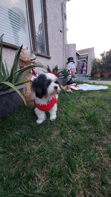 Petunia, a Adopted mixed breed in Calabasas, CA image 4/4