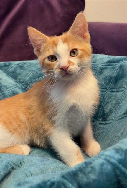 WRANGLER, Adoptable, Kitten Male Domestic Short Hair.
