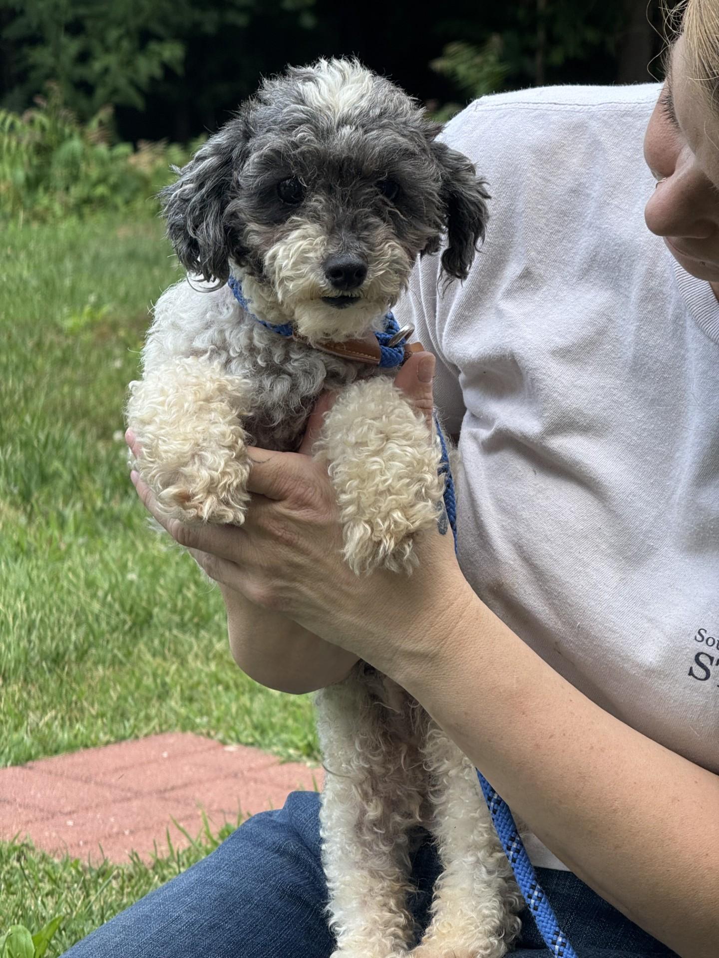 Lambchop, an adopted Poodle (Toy) in Midlothian, VA image 2/5