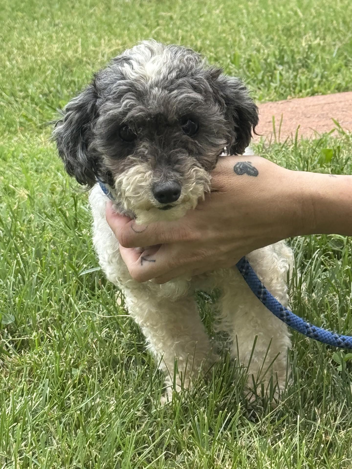 Lambchop, an adopted Poodle (Toy) in Midlothian, VA image 5/5