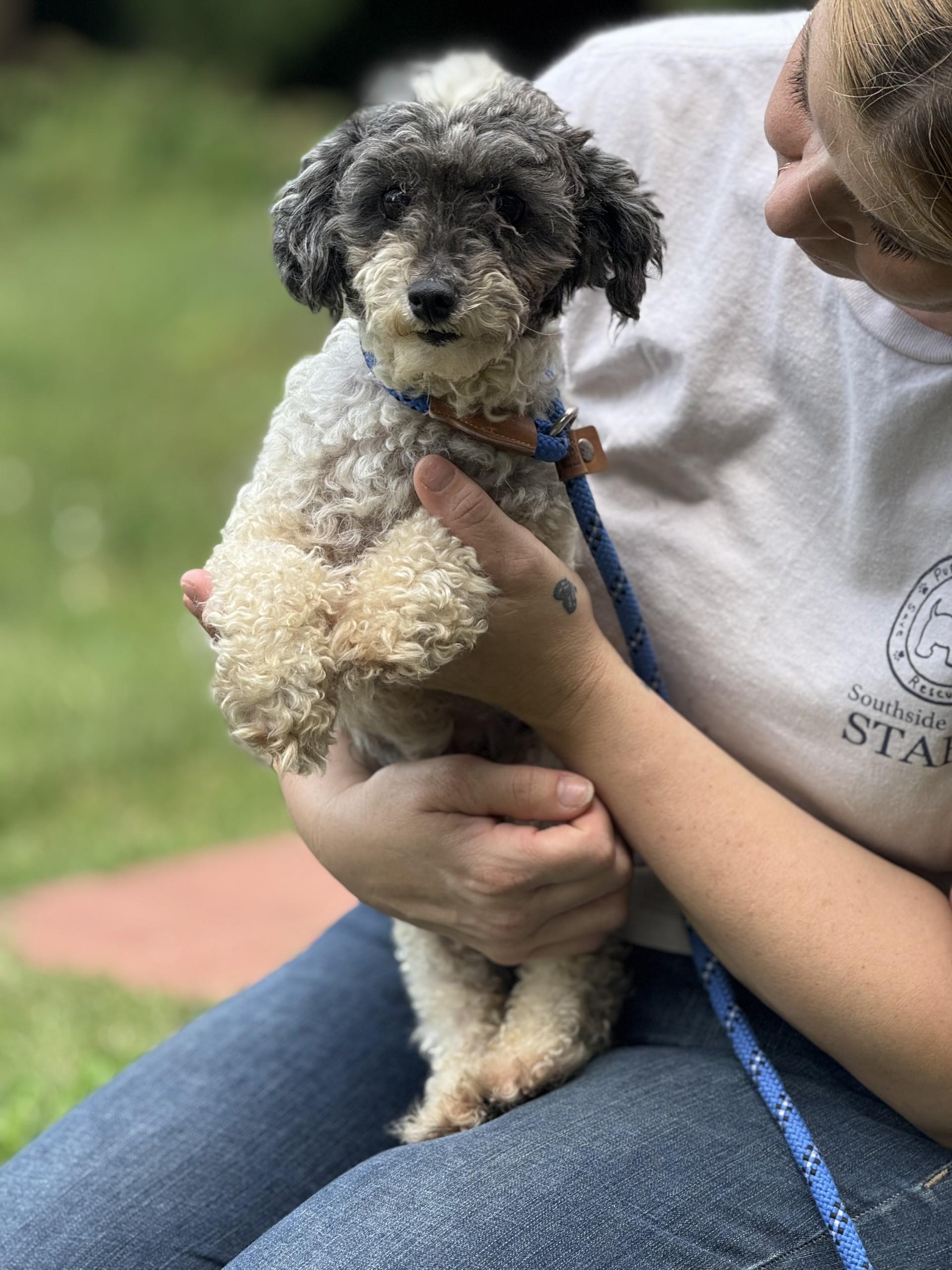 Lambchop, adopted, Adult Female Poodle (Toy).