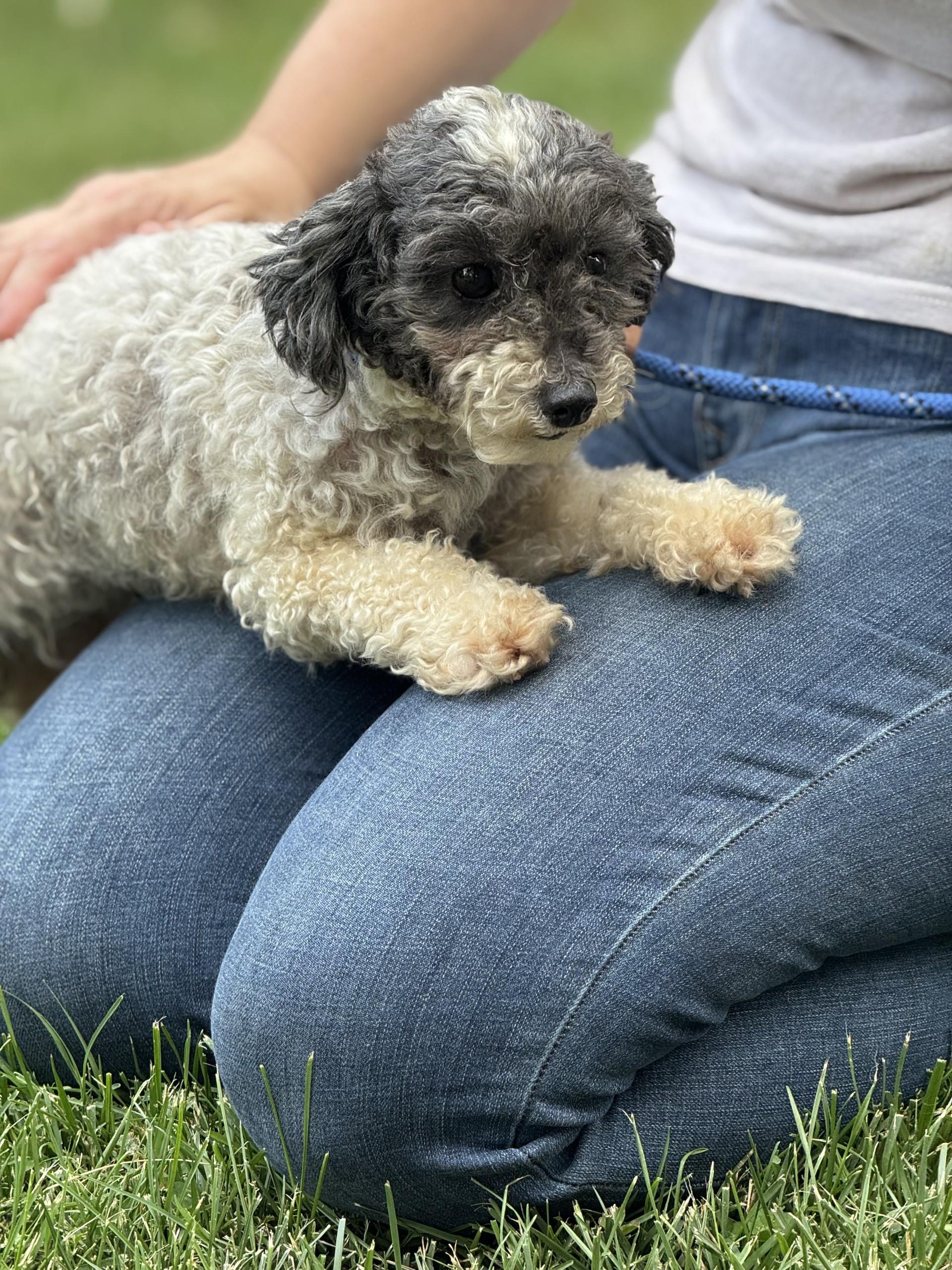 Lambchop, an adopted Poodle (Toy) in Midlothian, VA image 3/5