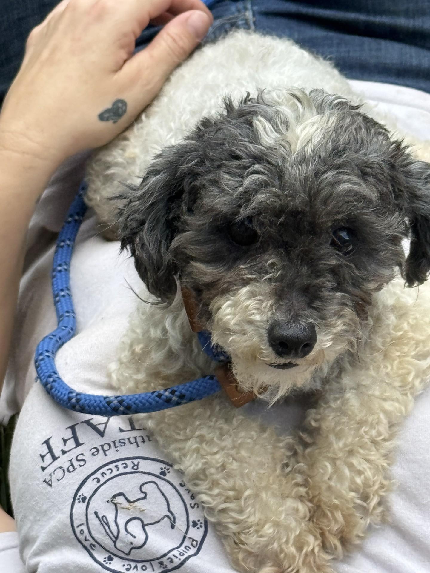 Lambchop, an adopted Poodle (Toy) in Midlothian, VA image 4/5