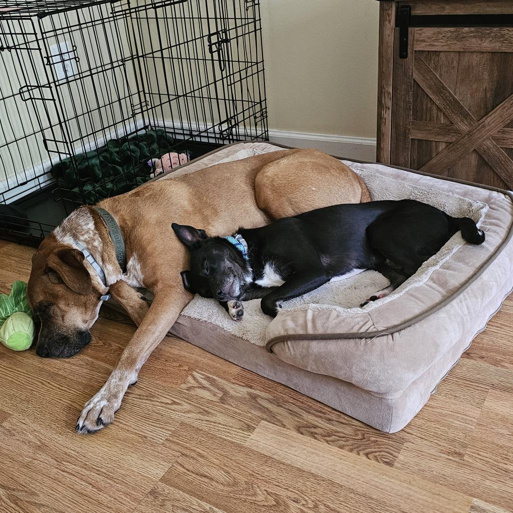 Jackson — thumbnail 5