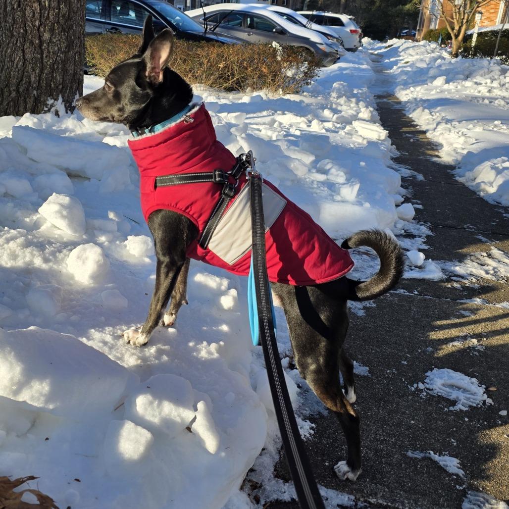 Jackson — thumbnail 6