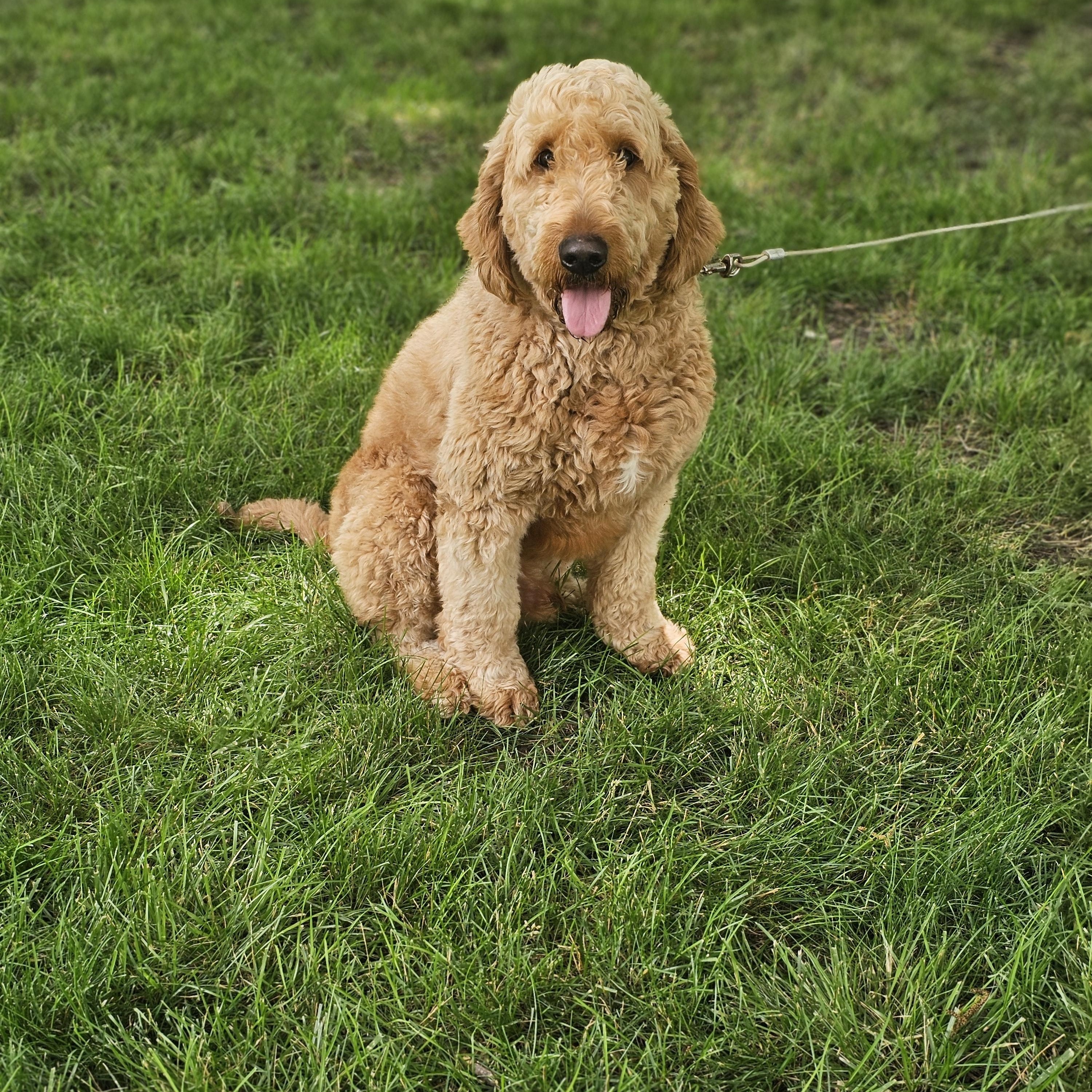 Coop so il, Adoptable, Adult Male Goldendoodle.