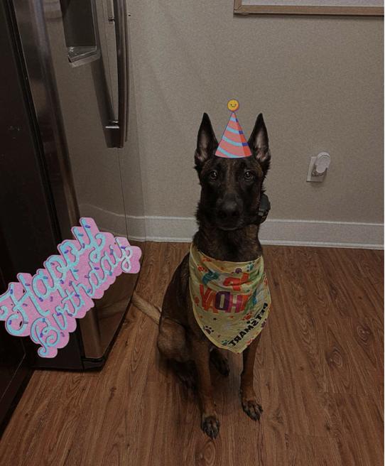 Enlarge Louis, a Adoptable Belgian Shepherd / Malinois in Mesquite, TX image 3/6