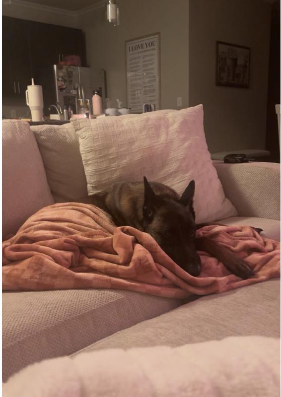 Enlarge Louis, a Adoptable Belgian Shepherd / Malinois in Mesquite, TX image 2/6