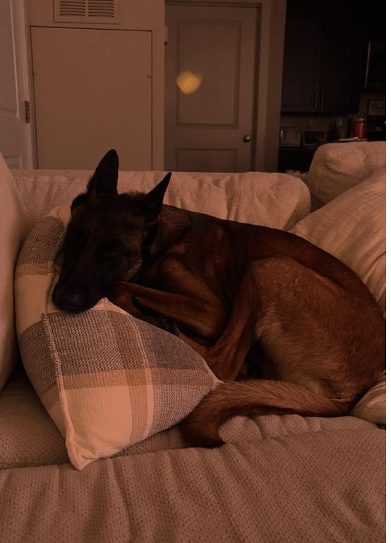 Enlarge Louis, a Adoptable Belgian Shepherd / Malinois in Mesquite, TX image 5/6