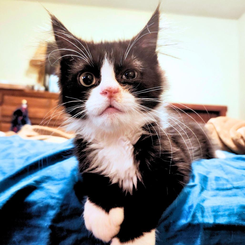 Draven, a Adoptable Domestic Long Hair in Middletown, OH image 1/6