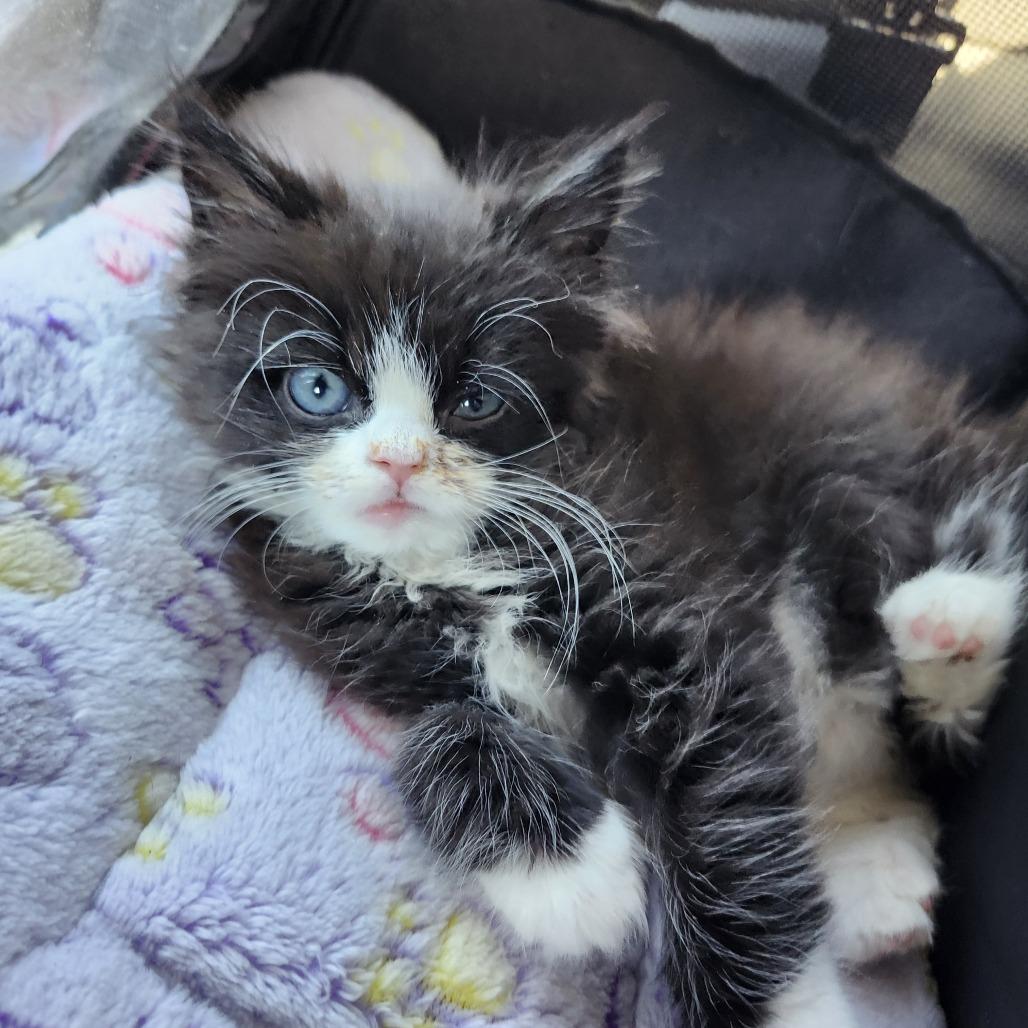 Draven, a Adoptable Domestic Long Hair in Middletown, OH image 2/6