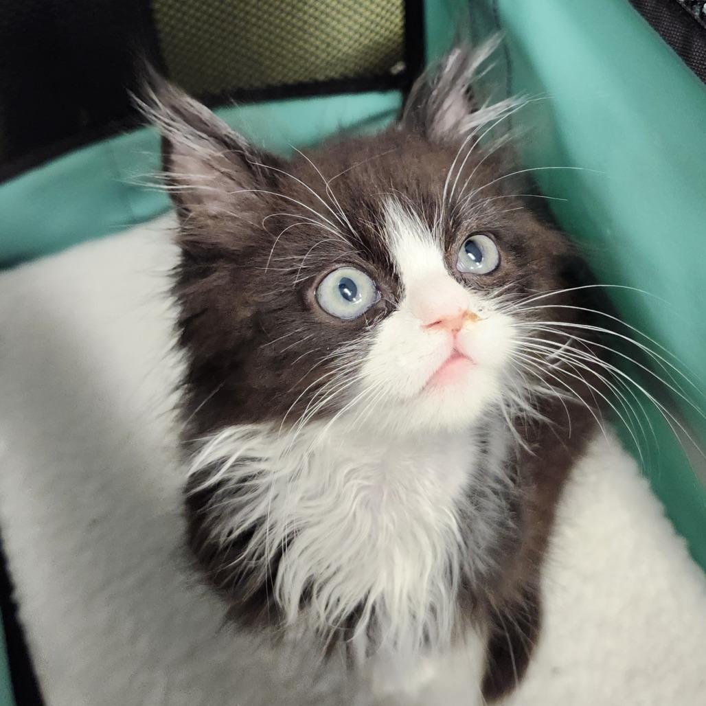 Draven, a Adoptable Domestic Long Hair in Middletown, OH image 3/6